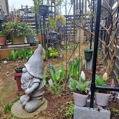 ポット植のチューリップ