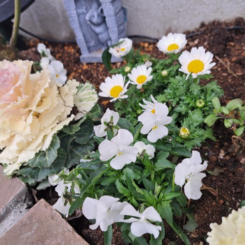 葉牡丹/ノースポール/ビオラ白