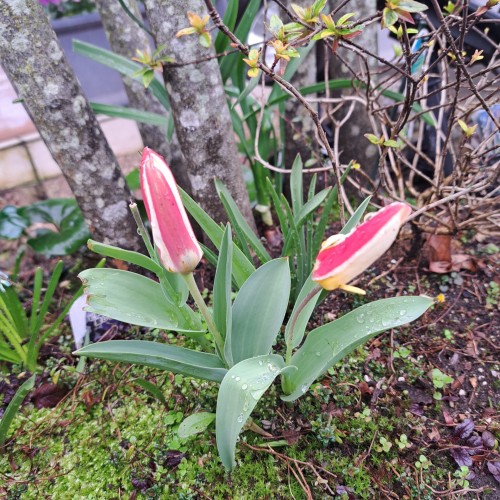 原種チューリップ ザ・ファ-スト