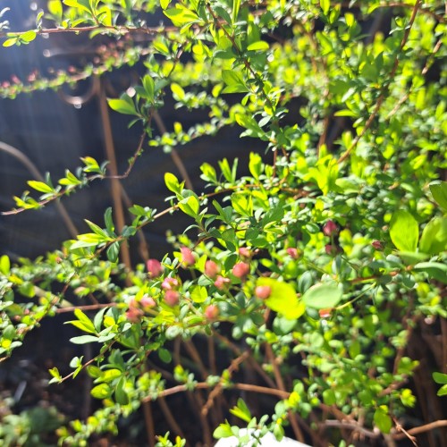 ピンクユキヤナギ