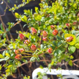 ピンクユキヤナギ