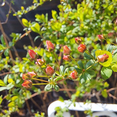 ピンクユキヤナギ