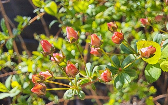 ピンクユキヤナギ