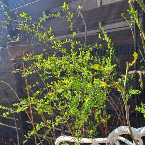 3月の庭/ピンクユキヤナギ