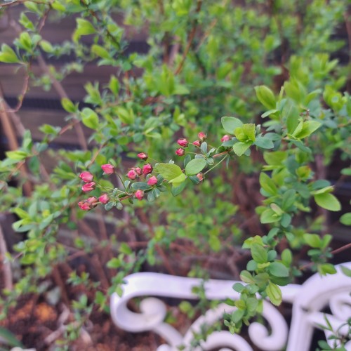 ピンクユキヤナギ