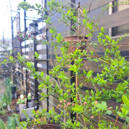 ピンクユキヤナギ