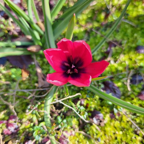 原種のチューリップ