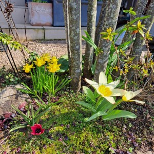 フロントガ－デン/原種のチューリップ　ミニ水仙ティタティト