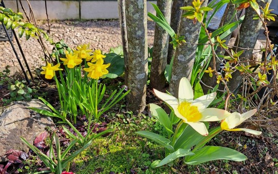 フロントガ－デン/原種のチューリップ　ミニ水仙ティタティト