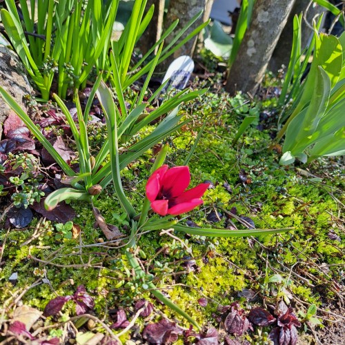 原種のチューリップ