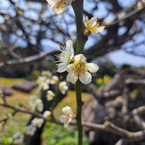 実家の庭に咲く白梅