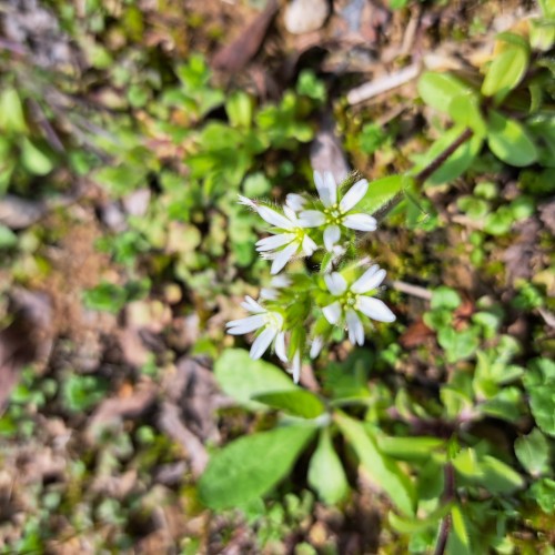 オランダカタバミ