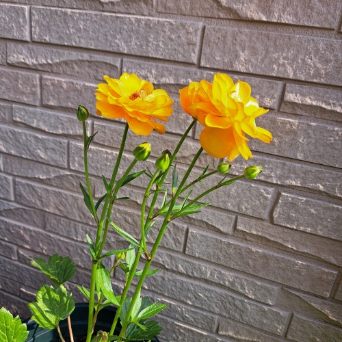 ラナンキュラスラックス・ミネルバミネルバミネルバ