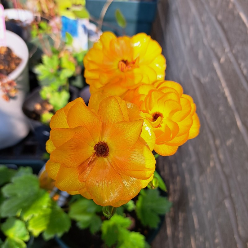 ラナンキュラスラックス・ミネルバ