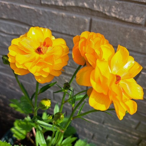 ラナンキュラスラックス・ミネルバミネルバ