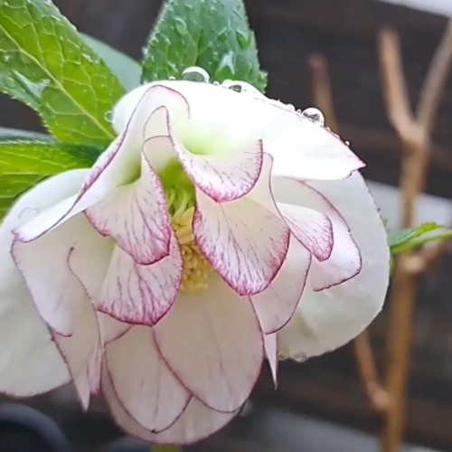 クリスマスローズ・ピコティ