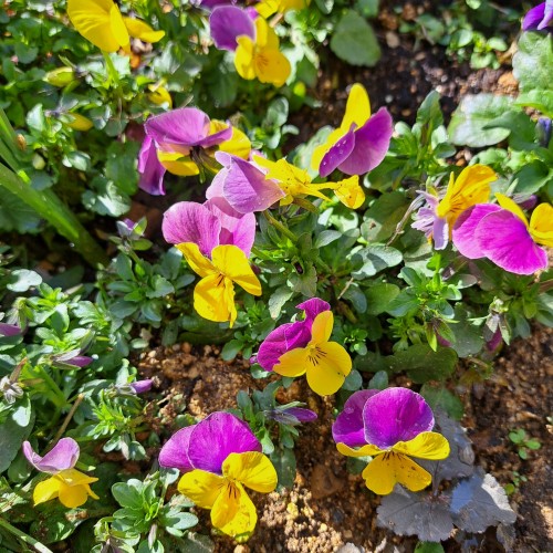 4月の庭/ビオラ