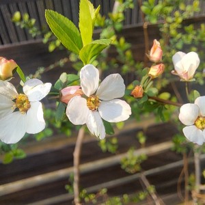 ピンクユキヤナギ