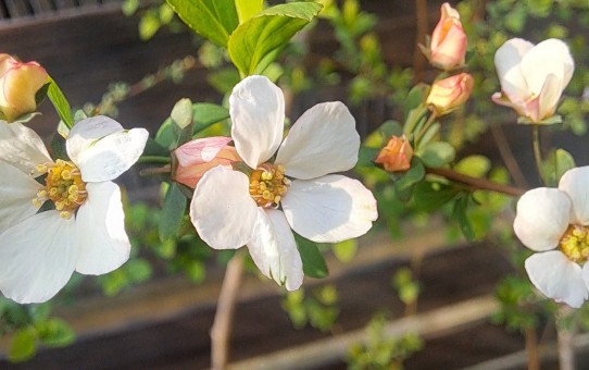 ピンクユキヤナギ