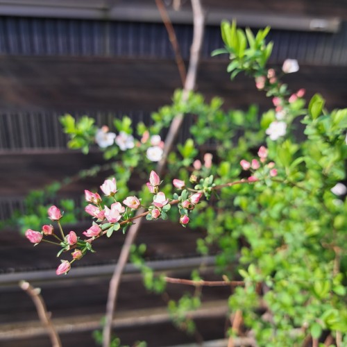 ピンクユキヤナギ