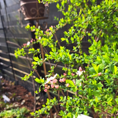 ピンクユキヤナギ