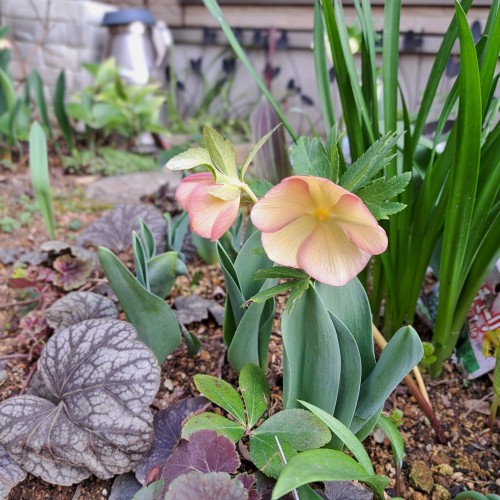 クリスマスローズ