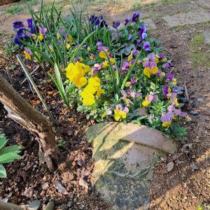 ４月の庭/ビオラ