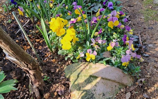 ４月の庭/ビオラ