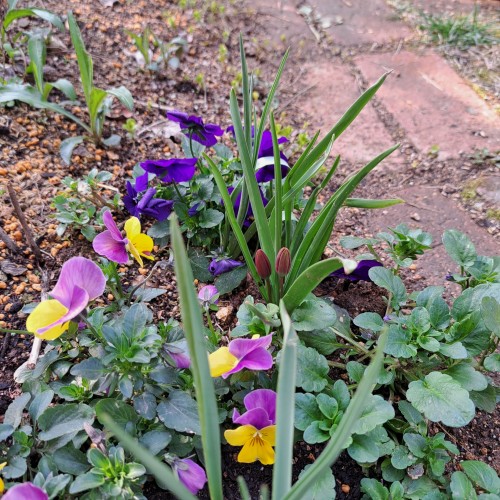 4月の庭/ビオラ