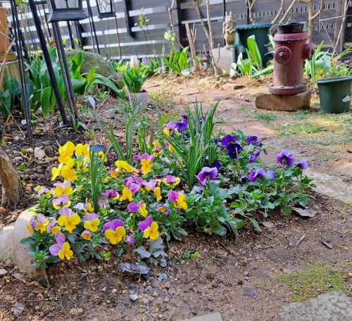4月の庭/ビオラ 原種チューリップ