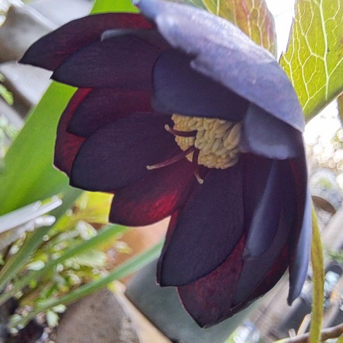 ミヨシのクリスマスローズ・ブラツクスワン