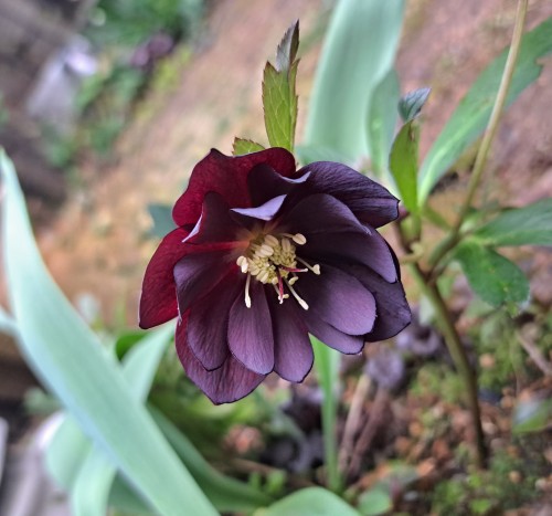 ミヨシのクリスマスローズ・ブラツクスワン