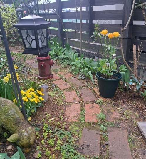 ラナンキュラスラックス・ミネルバ