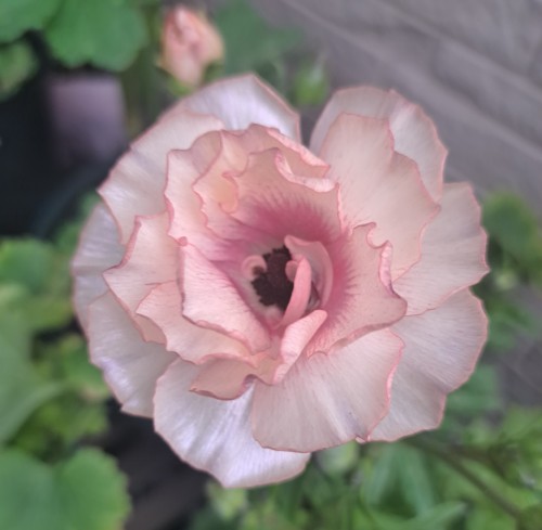 ラナンキュラスラックス・ヘスティア