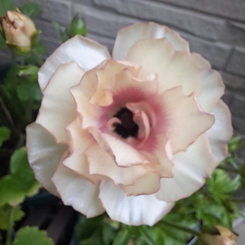 ラナンキュラスラックス・ヘスティア