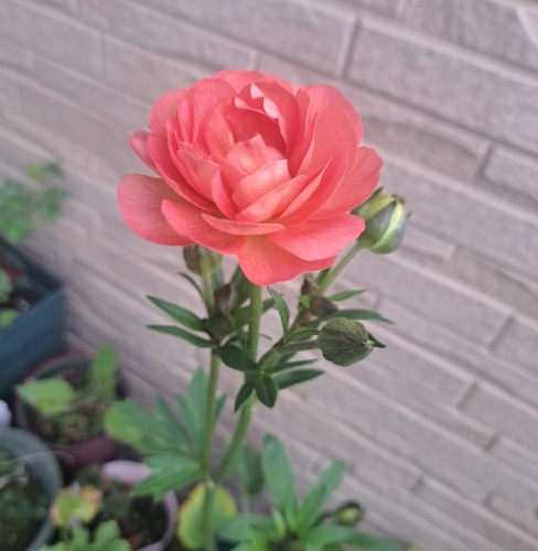 ラナンキュラスラックス・ヘラ