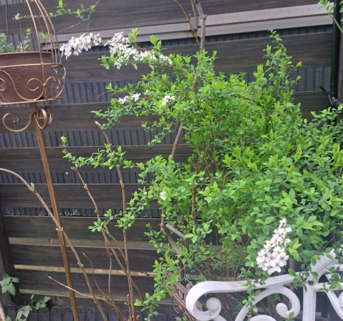 ピンクユキヤナギ