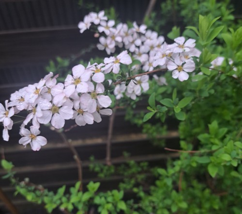 ピンクユキヤナギの花