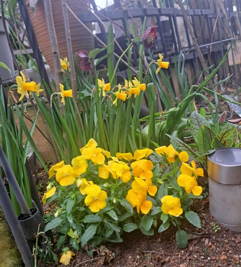 ミニ水仙ティタテイト/ビオラ