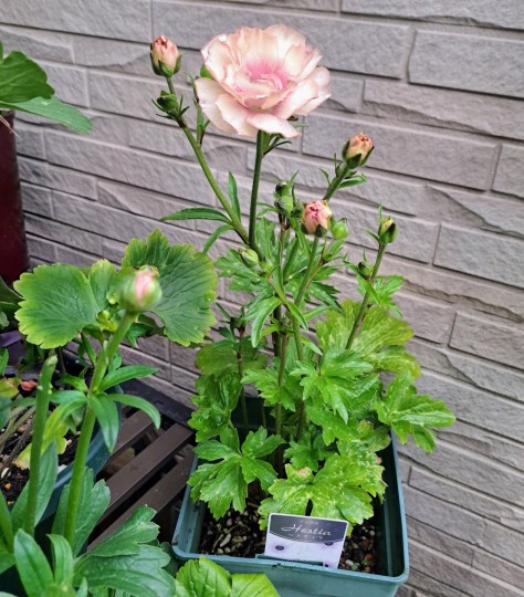 ラナンキュラスラックス・ヘスティア