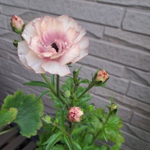 ラナンキュラスラックス・ヘスティア