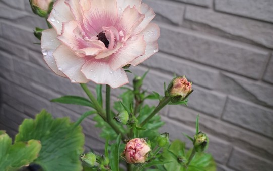 ラナンキュラスラックス・ヘスティア