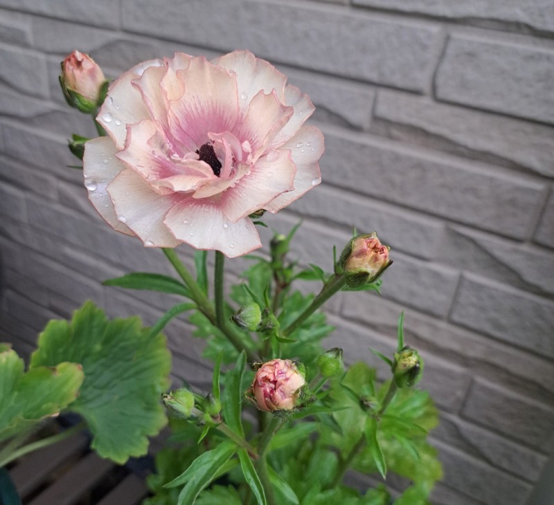 ラナンキュラスラックス・ヘスティア