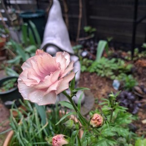 ラナンキュラスラックス・ヘスティア