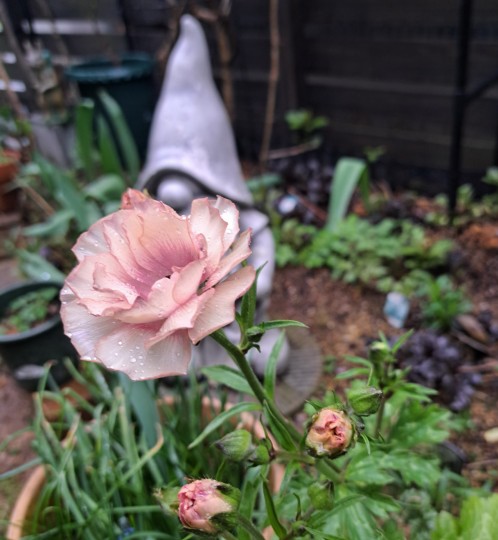 ラナンキュラスラックス・ヘスティア