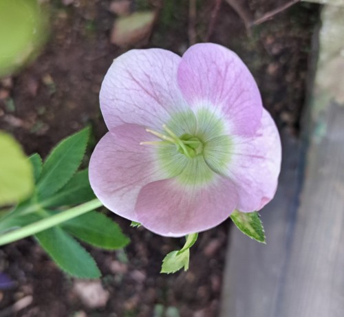 杉山交配のクリスマスローズ・ピンク シングル