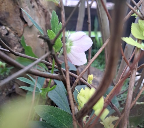 杉山交配のクリスマスローズ・ピンク シングル