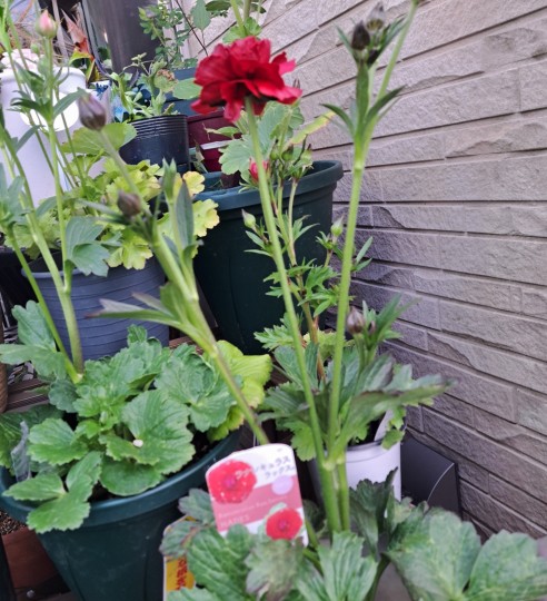 ラナンキュラスラックス・ハデス・