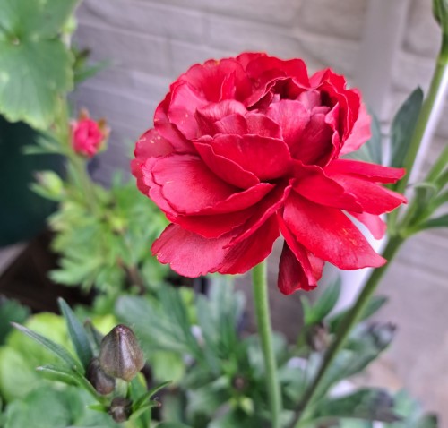 ラナンキュラスラックス・ハデス