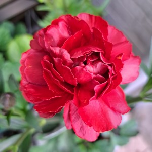 ラナンキュラスラックス・ハデス